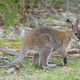 A red-necked wallaby joey hunched over.